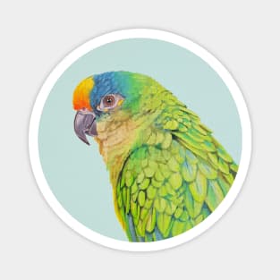 Amazon Parrot bird painting Magnet